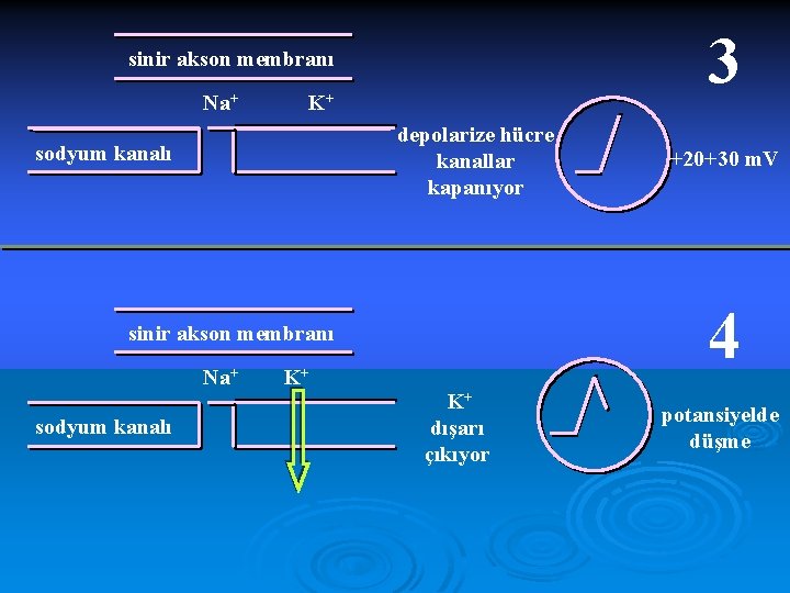 3 sinir akson membranı Na+ K+ depolarize hücre kanallar kapanıyor sodyum kanalı 4 sinir