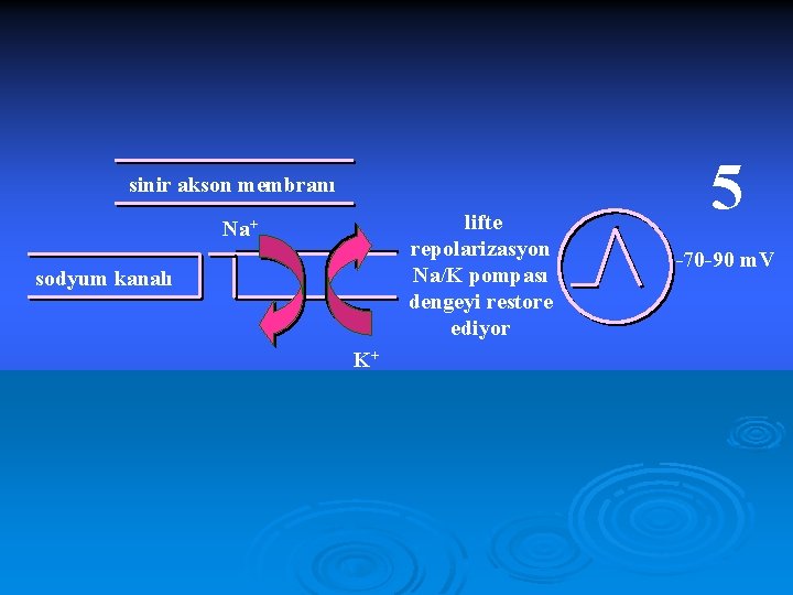  sinir akson membranı lifte repolarizasyon Na/K pompası dengeyi restore ediyor Na+ sodyum kanalı
