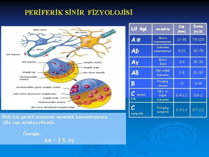 PERİFERİK SİNİR FİZYOLOJİSİ Çap (mm) İletim (m/s) 12 -30 70 -120 Aβ propsiosepsiyon 5