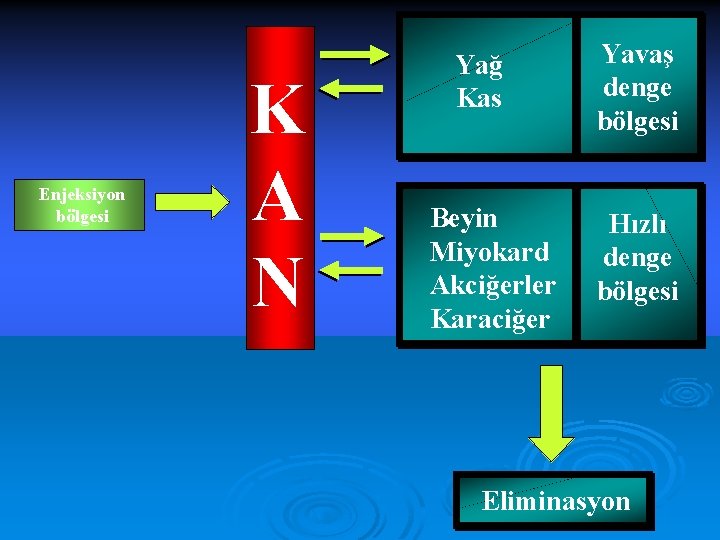 Enjeksiyon bölgesi K A N Yağ Kas Beyin Miyokard Akciğerler Karaciğer Yavaş denge bölgesi