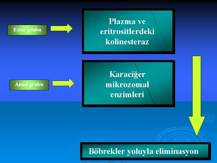 Ester grubu Amid grubu Plazma ve eritrositlerdeki kolinesteraz Karaciğer mikrozomal enzimleri Böbrekler yoluyla eliminasyon