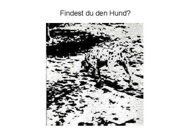 Findest du den Hund? 