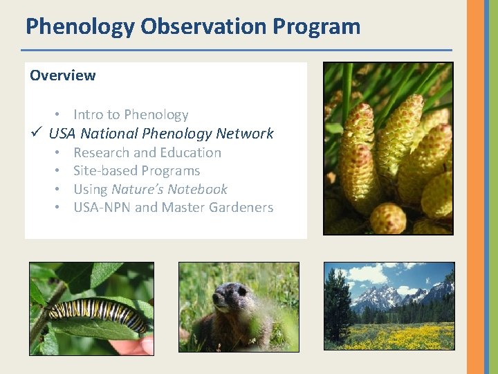 Phenology Observation Program Overview • Intro to Phenology ü USA National Phenology Network •