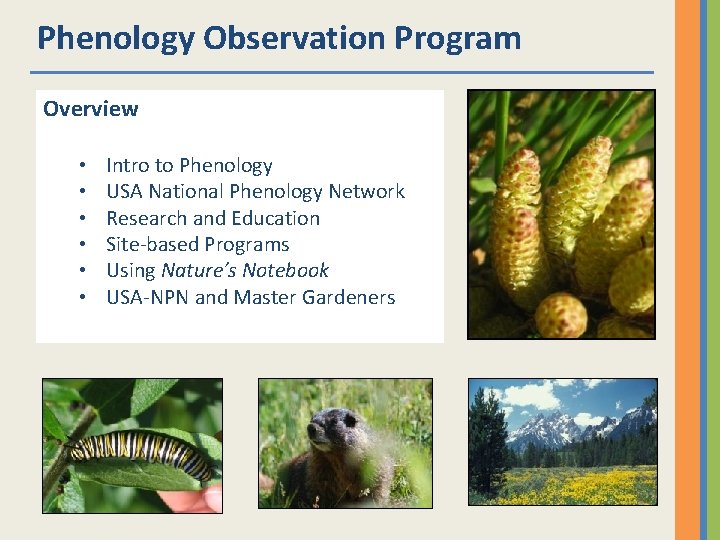 Phenology Observation Program Overview • • • Intro to Phenology USA National Phenology Network