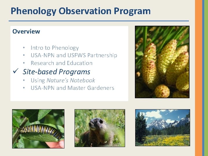 Phenology Observation Program Overview • Intro to Phenology • USA-NPN and USFWS Partnership •