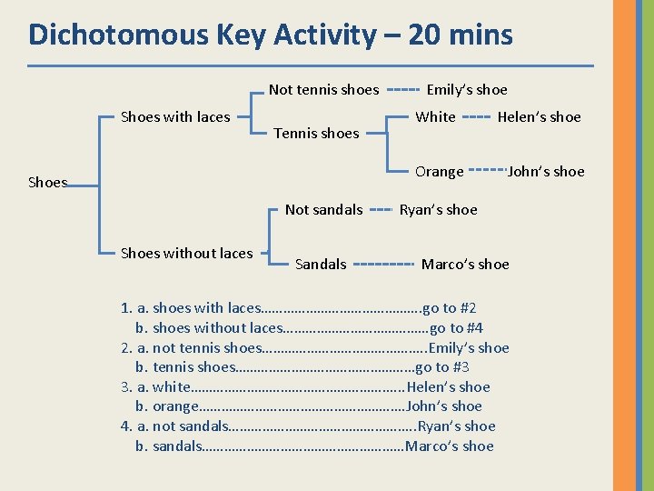 Dichotomous Key Activity – 20 mins Not tennis shoes Shoes with laces Tennis shoes