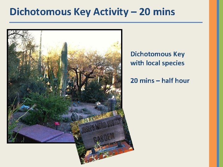 Dichotomous Key Activity – 20 mins Dichotomous Key with local species 20 mins –