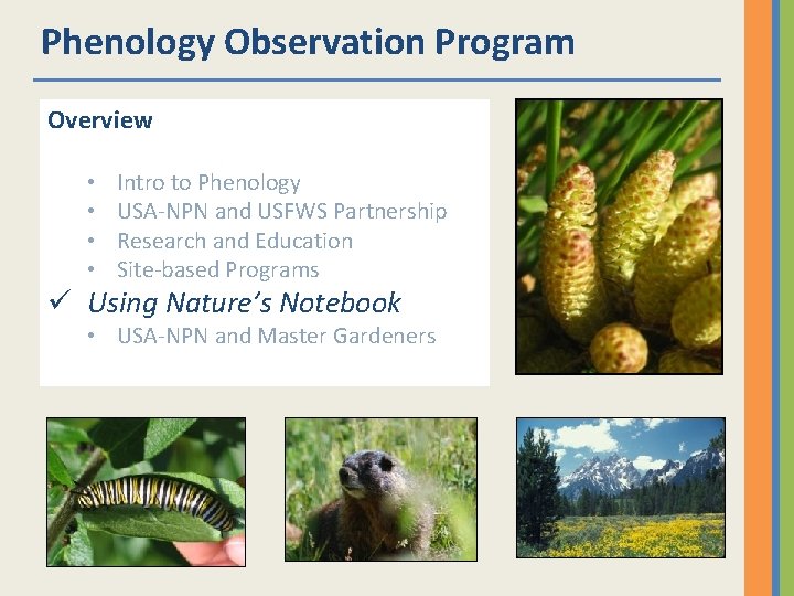 Phenology Observation Program Overview • • Intro to Phenology USA-NPN and USFWS Partnership Research