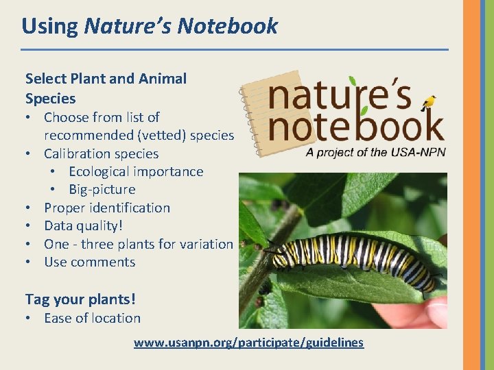 Using Nature’s Notebook Select Plant and Animal Species • Choose from list of recommended