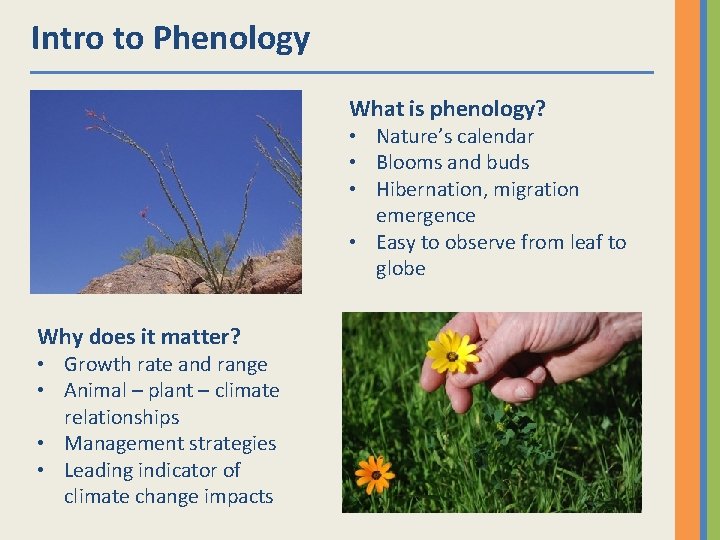 Intro to Phenology What is phenology? • Nature’s calendar • Blooms and buds •