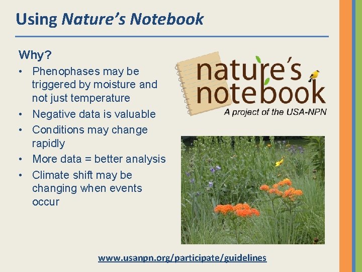 Using Nature’s Notebook Why? • Phenophases may be triggered by moisture and not just