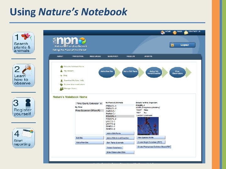 Using Nature’s Notebook 