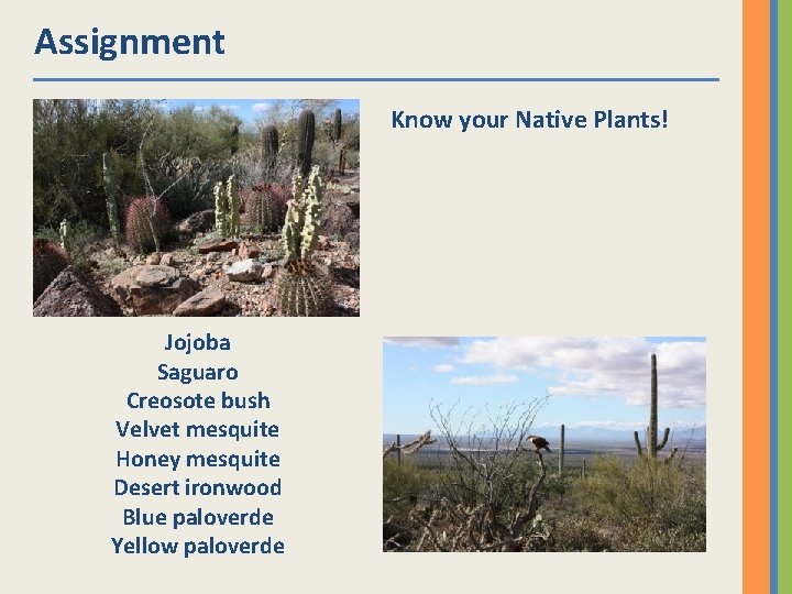 Assignment Know your Native Plants! Jojoba Saguaro Creosote bush Velvet mesquite Honey mesquite Desert