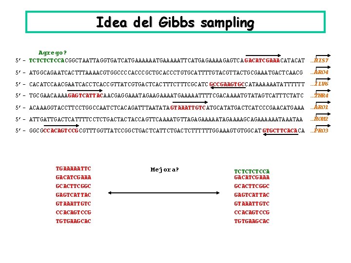 Idea del Gibbs sampling Agrego? 5’- TCTCCACGGCTAATTAGGTGATCATGAAAAATTCATGAGAAAAGAGTCA GACATCGAAACAT …HIS 7 5’- ATGGCAGAATCACTTTAAAACGTGGCCCCACCCGCTGCACCCTGTGCATTTTGTACGTTACTGCGAAATGACTCAACG …ARO 4