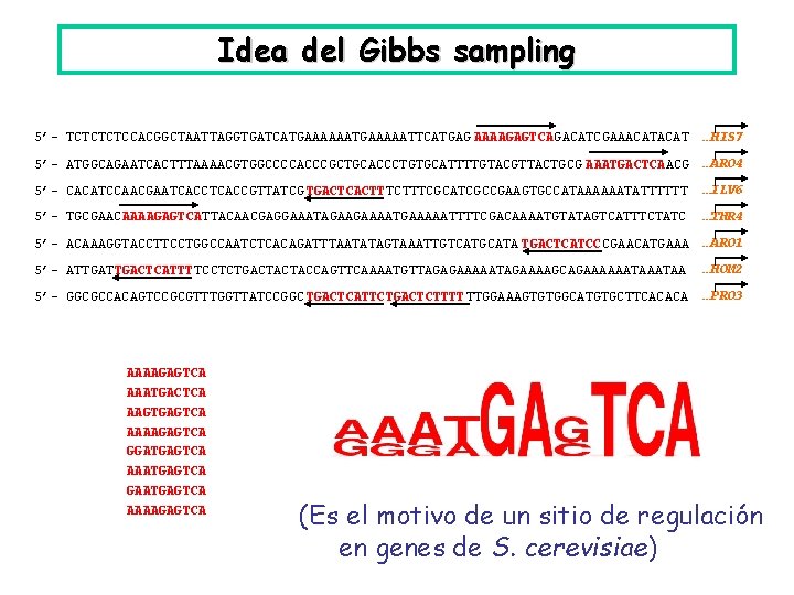 Idea del Gibbs sampling 5’- TCTCCACGGCTAATTAGGTGATCATGAAAAATTCATGAG AAAAGAGTCAGACATCGAAACAT …HIS 7 5’- ATGGCAGAATCACTTTAAAACGTGGCCCCACCCGCTGCACCCTGTGCATTTTGTACGTTACTGCG AAATGACTCAACG …ARO 4