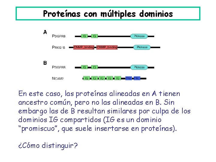 Proteínas con múltiples dominios En este caso, las proteínas alineadas en A tienen ancestro