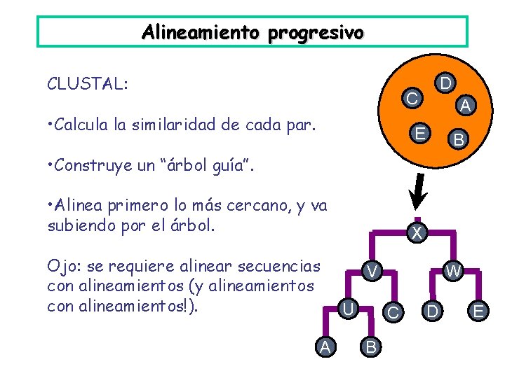 Alineamiento progresivo CLUSTAL: D C • Calcula la similaridad de cada par. A E