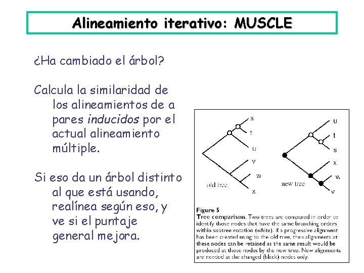 Alineamiento iterativo: MUSCLE ¿Ha cambiado el árbol? Calcula la similaridad de los alineamientos de