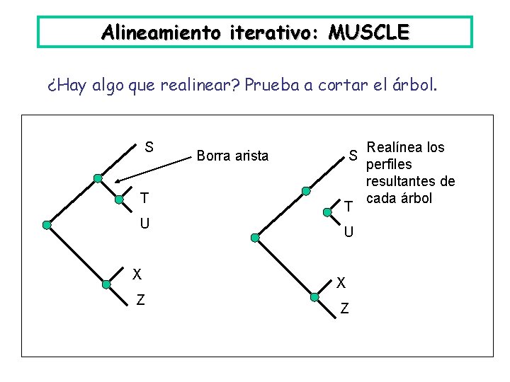 Alineamiento iterativo: MUSCLE ¿Hay algo que realinear? Prueba a cortar el árbol. S T