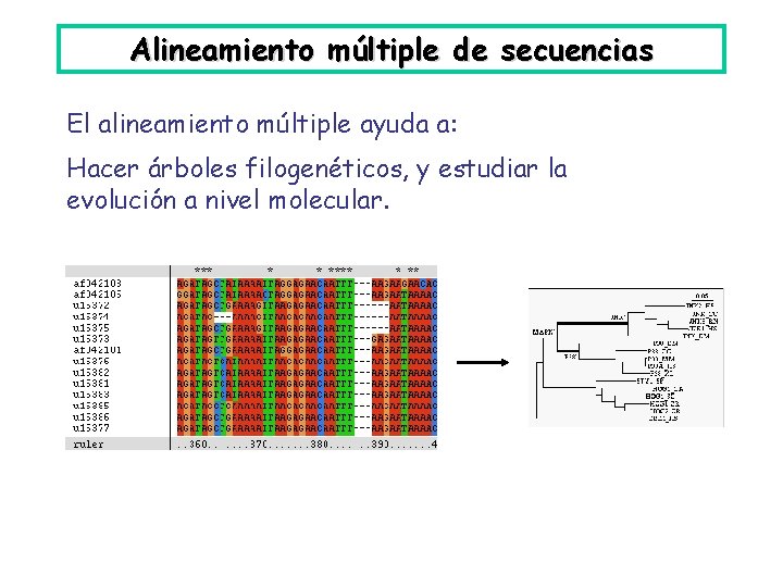 Alineamiento múltiple de secuencias El alineamiento múltiple ayuda a: Hacer árboles filogenéticos, y estudiar