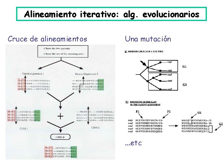 Alineamiento iterativo: alg. evolucionarios Cruce de alineamientos Una mutación . . . etc 