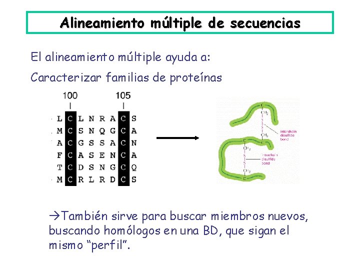 Alineamiento múltiple de secuencias El alineamiento múltiple ayuda a: Caracterizar familias de proteínas También