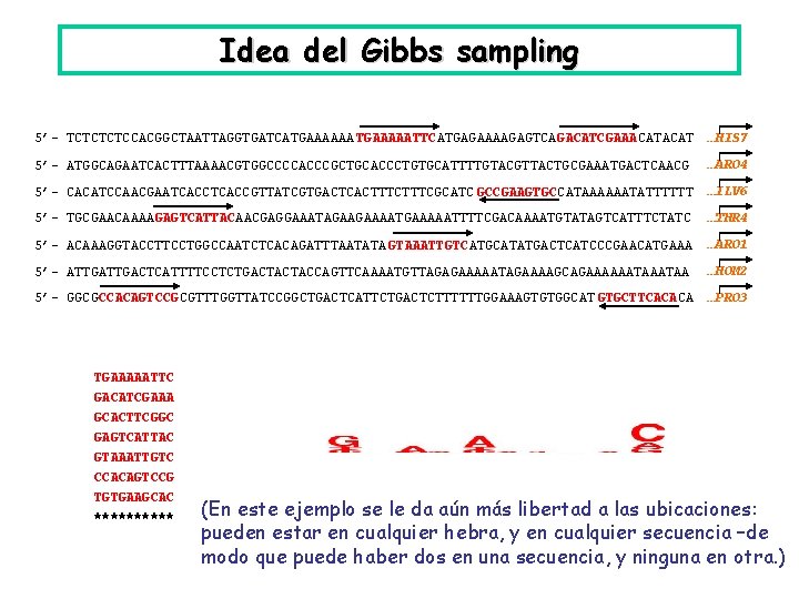 Idea del Gibbs sampling 5’- TCTCCACGGCTAATTAGGTGATCATGAAAAAA TGAAAAATTCATGAGAAAAGAGTCAGACATCGAAACAT …HIS 7 5’- ATGGCAGAATCACTTTAAAACGTGGCCCCACCCGCTGCACCCTGTGCATTTTGTACGTTACTGCGAAATGACTCAACG …ARO 4 5’-