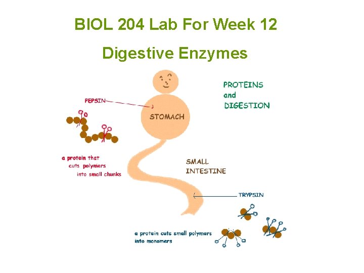 BIOL 204 Lab For Week 12 Digestive Enzymes 