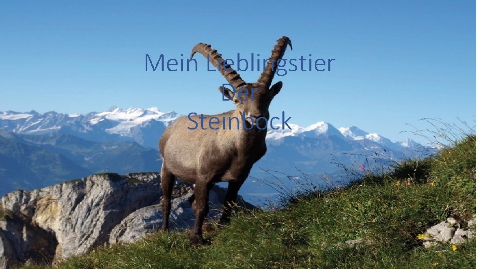 Mein Lieblingstier Der Steinbock 