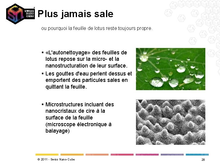 Plus jamais sale ou pourquoi la feuille de lotus reste toujours propre. § «L'autonettoyage»