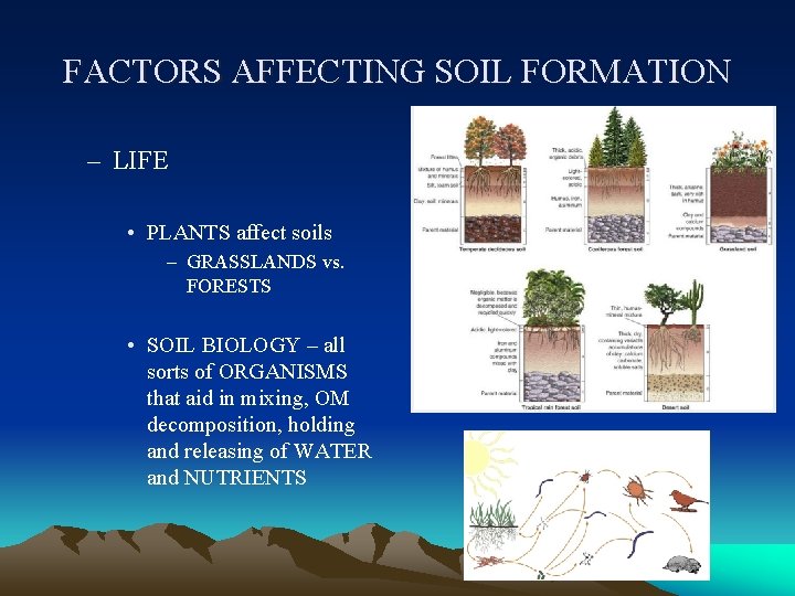 FACTORS AFFECTING SOIL FORMATION – LIFE • PLANTS affect soils – GRASSLANDS vs. FORESTS FACTORS AFFECTING SOIL FORMATION – LIFE • PLANTS affect soils – GRASSLANDS vs. FORESTS