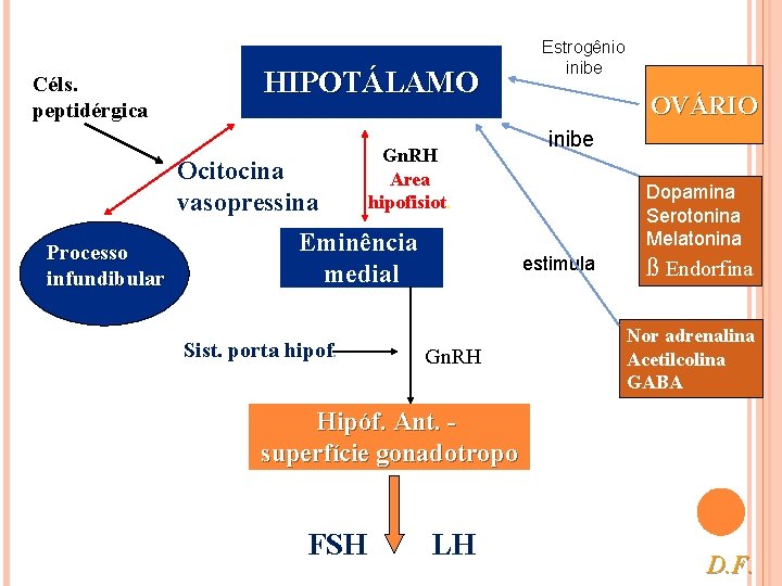 Céls. peptidérgica HIPOTÁLAMO Ocitocina vasopressina Processo infundibular Gn. RH Area hipofisiot. Eminência medial Sist.