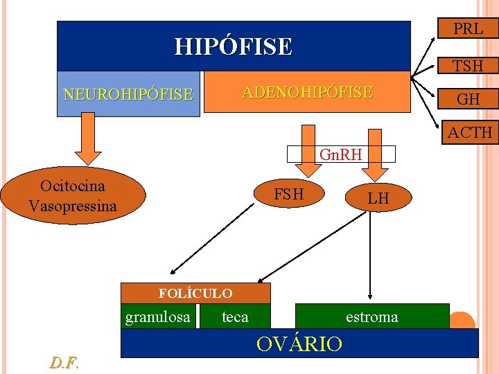 PRL HIPÓFISE TSH ADENOHIPÓFISE NEUROHIPÓFISE GH ACTH Gn. RH Ocitocina Vasopressina FSH LH FOLÍCULO