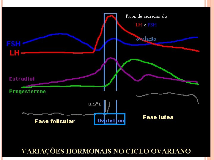 Picos de secreção do LH e FSH ovulação Fase folicular Fase lutea folicular VARIAÇÕES