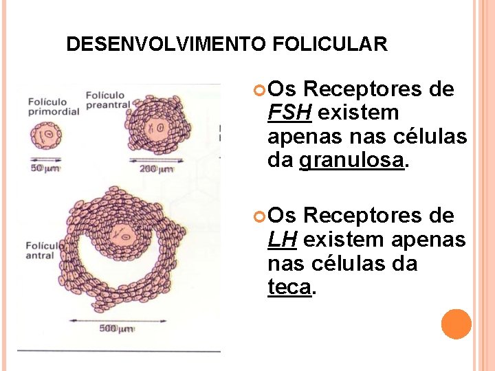 DESENVOLVIMENTO FOLICULAR Os Receptores de FSH existem apenas células da granulosa. Os Receptores de