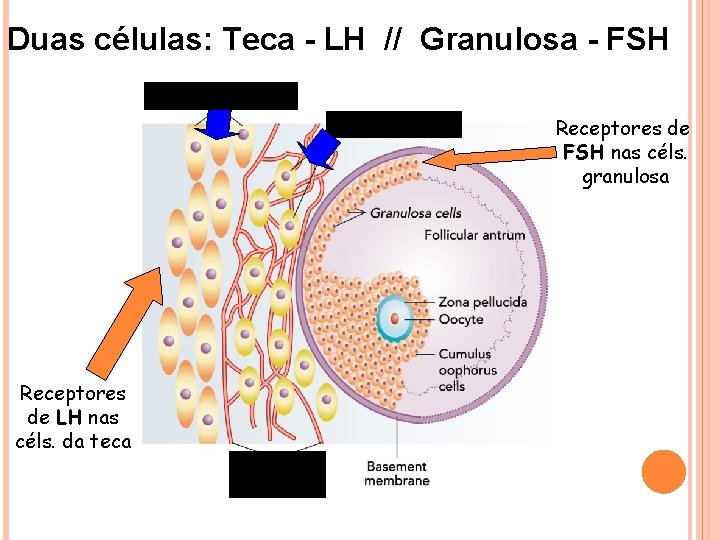 Duas células: Teca - LH // Granulosa - FSH TECA EXTERNA TECA INTERNA Receptores