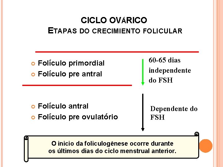 CICLO OVÁRICO ETAPAS DO CRECIMIENTO FOLICULAR Folículo primordial Folículo pre antral 60 -65 dias