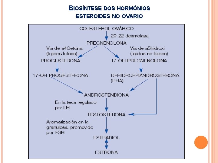 BIOSÍNTESE DOS HORMÔNIOS ESTEROIDES NO OVARIO 