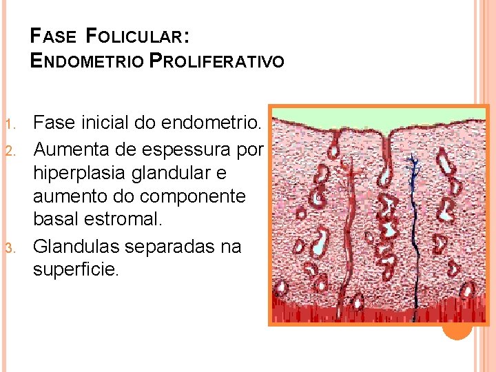 FASE FOLICULAR: ENDOMETRIO PROLIFERATIVO 1. 2. 3. Fase inicial do endometrio. Aumenta de espessura