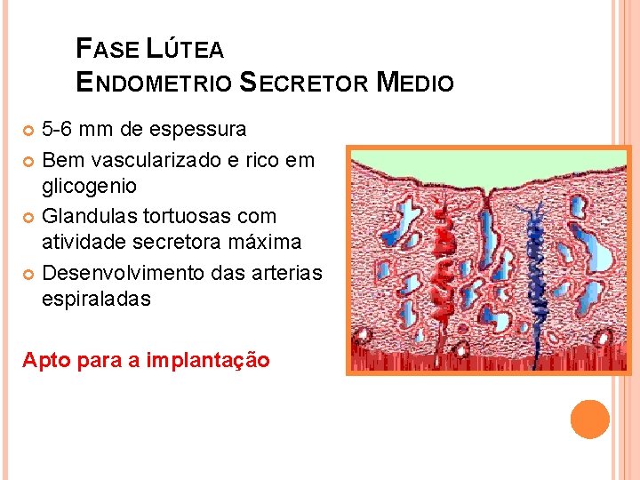FASE LÚTEA ENDOMETRIO SECRETOR MEDIO 5 -6 mm de espessura Bem vascularizado e rico