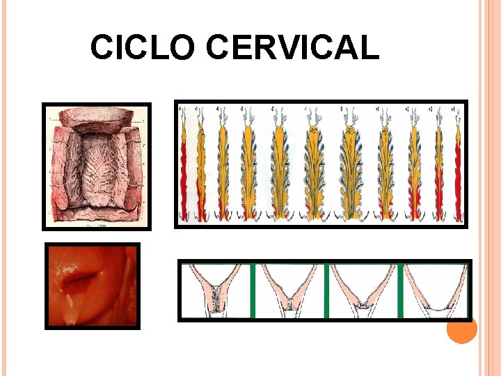 CICLO CERVICAL 