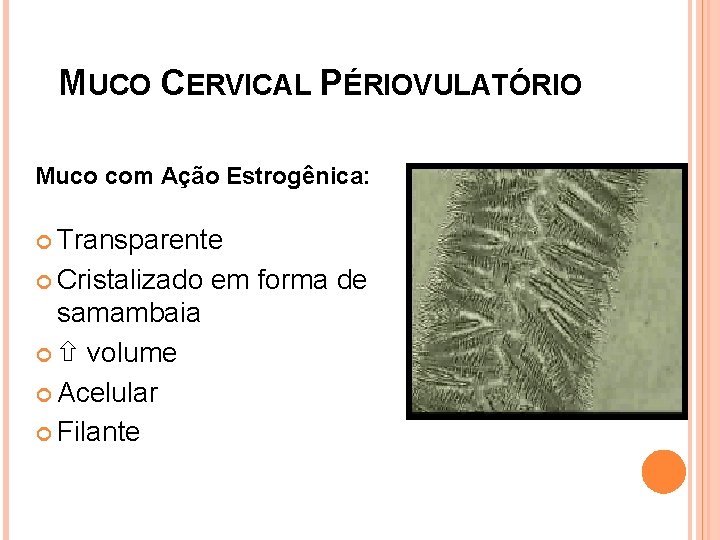MUCO CERVICAL PÉRIOVULATÓRIO Muco com Ação Estrogênica: Transparente Cristalizado samambaia volume Acelular Filante em
