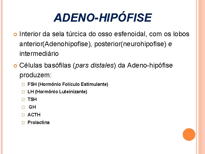 ADENO-HIPÓFISE Interior da sela túrcica do osso esfenoidal, com os lobos anterior(Adenohipofise), posterior(neurohipofise) e