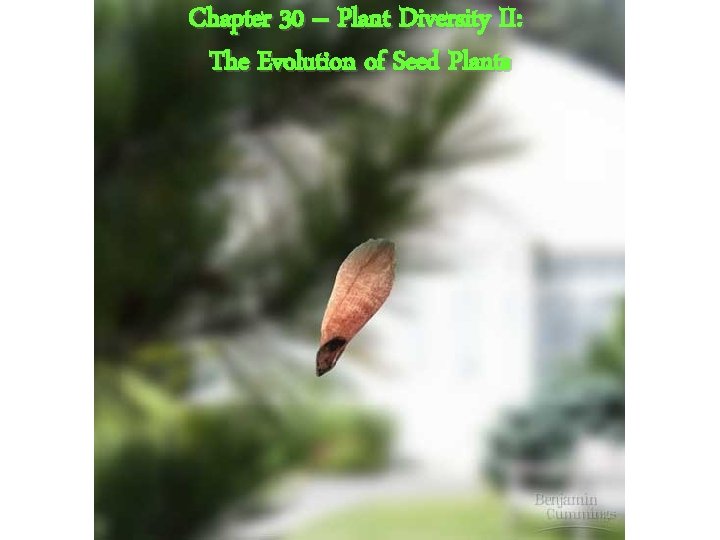 Chapter 30 – Plant Diversity II: The Evolution of Seed Plants 
