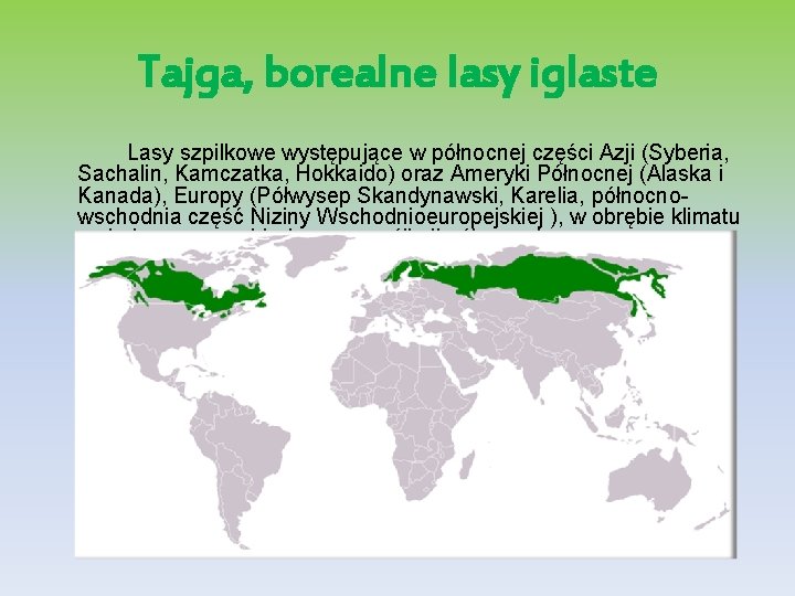 TAJGA Tajga borealne lasy iglaste Lasy szpilkowe wystpujce
