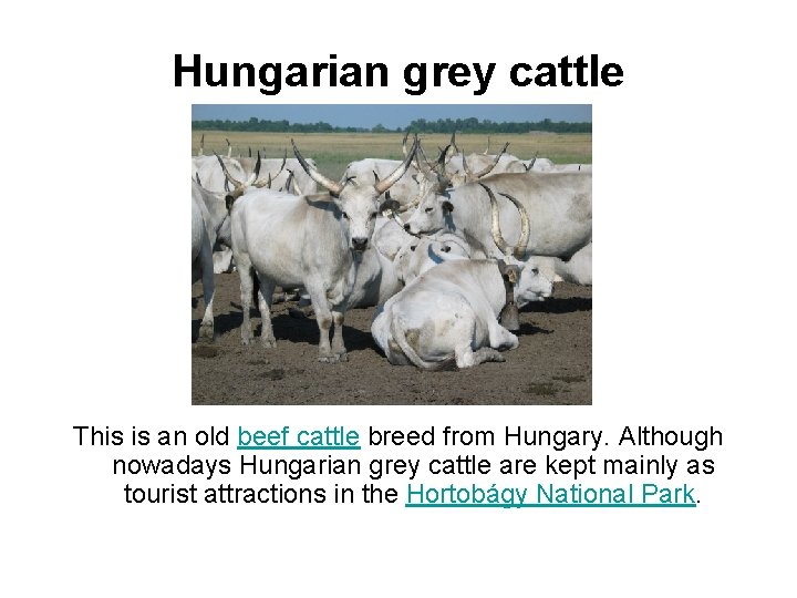 Hungarian grey cattle This is an old beef cattle breed from Hungary. Although nowadays