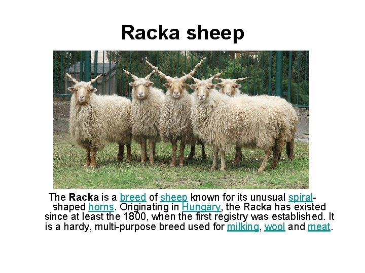 Racka sheep The Racka is a breed of sheep known for its unusual spiralshaped
