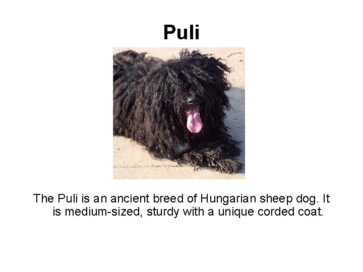 Puli The Puli is an ancient breed of Hungarian sheep dog. It is medium-sized,