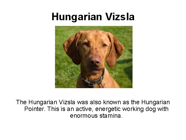 Hungarian Vizsla The Hungarian Vizsla was also known as the Hungarian Pointer. This is