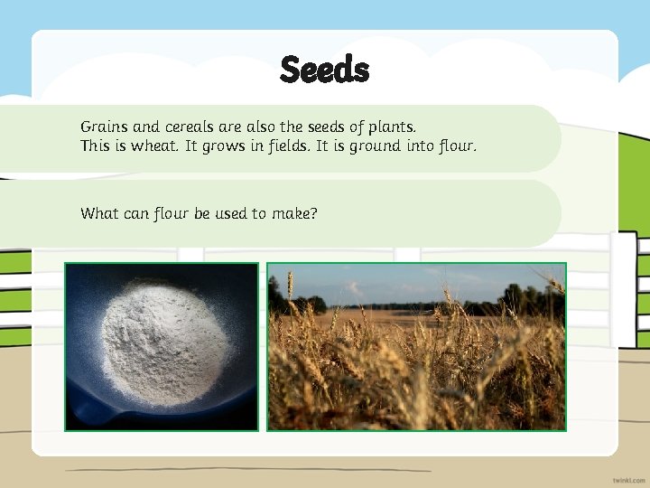 Seeds Grains and cereals are also the seeds of plants. This is wheat. It